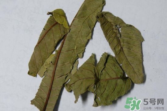番石榴葉茶怎么做？番石榴葉茶的副作用