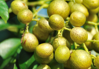 山黃皮怎么做好吃？山黃皮有什么藥用價(jià)值