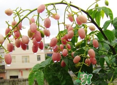 山黃皮怎么做好吃？山黃皮有什么藥用價(jià)值