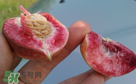 中華血桃什么時(shí)候成熟？中華血桃產(chǎn)地在哪兒
