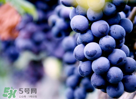 夏黑葡萄幾月成熟？夏黑葡萄幾月份上市？