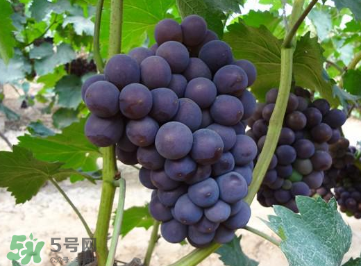 夏黑葡萄多少錢一斤？夏黑葡萄怎么挑選？