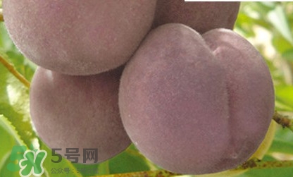 黑桃是什么水果？吃黑桃有什么好處？