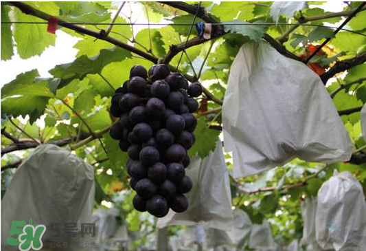 夏黑葡萄怎么洗？夏黑葡萄怎么洗才干凈？