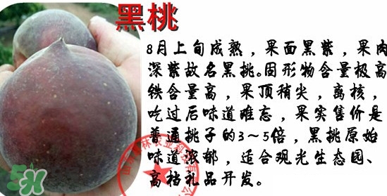 黑桃水果是什么品種？黑桃是酸性還是堿性