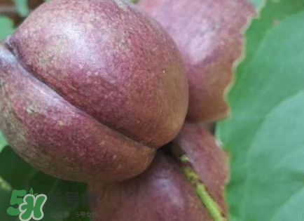 黑桃怎么做好吃？黑桃怎么吃最有營(yíng)養(yǎng)價(jià)值