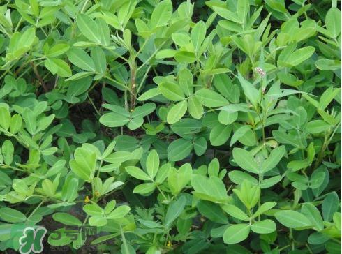 七月份可以種花生嗎？花生七月份可以種植嗎？