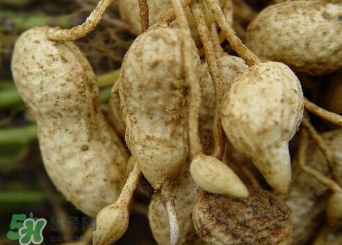 七月份可以種花生嗎？花生七月份可以種植嗎？