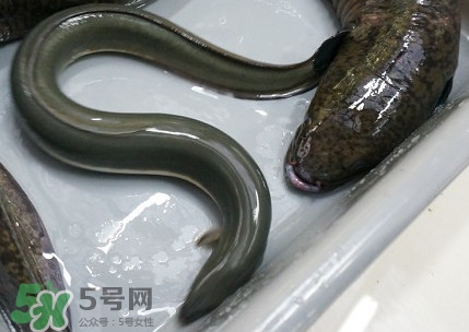鰻魚是鱔魚嗎？鰻魚是白鱔嗎