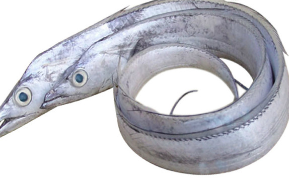 鰻魚是帶魚嗎？鰻魚和帶魚有什么區(qū)別