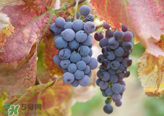 玫瑰香葡萄孕婦能吃嗎？孕婦可以吃玫瑰香葡萄嗎？