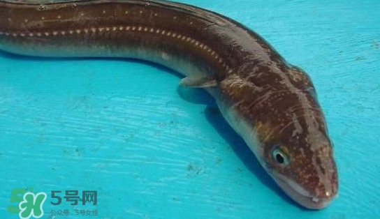 鰻魚多少錢一斤？野生鰻魚多少錢一斤
