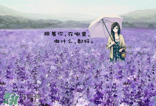 七月份還有薰衣草嗎？7月份還有薰衣草嗎？