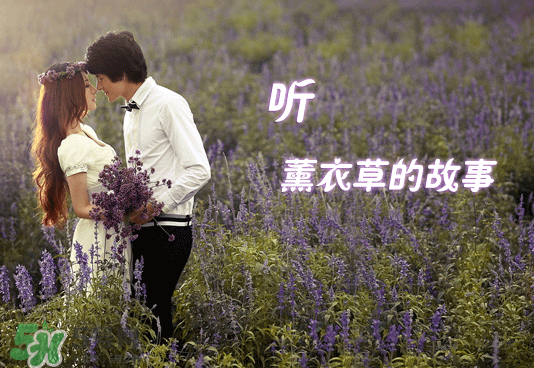 七月份還有薰衣草嗎？7月份還有薰衣草嗎？