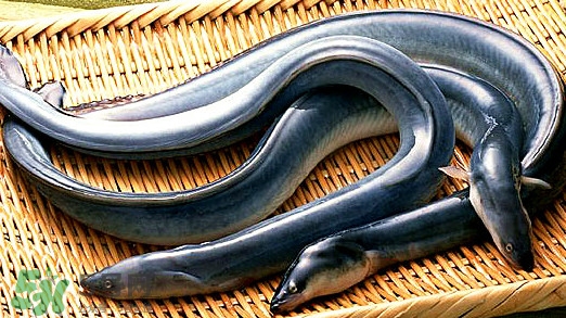 鰻魚是泥鰍嗎？鰻魚與泥鰍什么區(qū)別