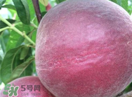 黑桃是什么水果？吃黑桃有什么好處？