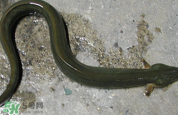 鰻魚是海鮮嗎？鰻魚是海魚嗎