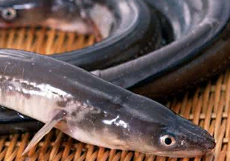 鰻魚是鱔魚嗎？鰻魚是白鱔嗎