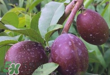 黑桃怎么做好吃？黑桃怎么吃最有營(yíng)養(yǎng)價(jià)值