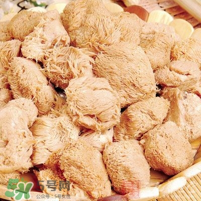 猴頭菇怎樣吃治胃病？猴頭菇能治胃病嗎？