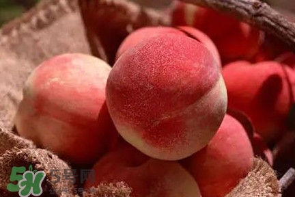中華血桃什么時(shí)候成熟？中華血桃產(chǎn)地在哪兒