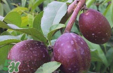 黑桃是什么水果？吃黑桃有什么好處？