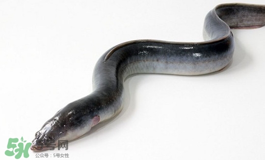 鰻魚多少錢一斤？野生鰻魚多少錢一斤