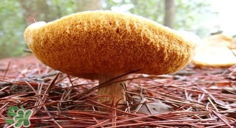 猴頭菇怎樣吃治胃?。亢镱^菇能治胃病嗎？