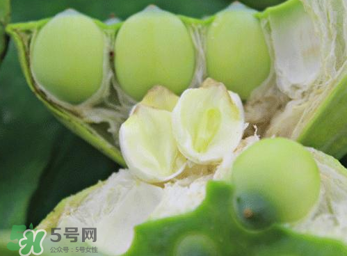 蓮蓬可以泡水喝嗎？蓮蓬泡水的功效與作用