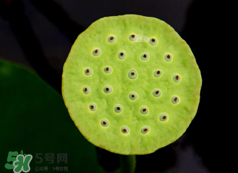吃蓮蓬長胖嗎？吃蓮蓬會胖嗎？