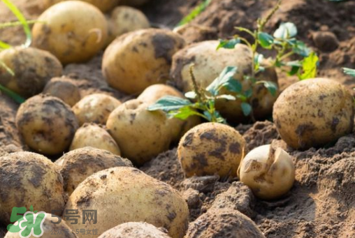 7月份能種土豆嗎？土豆7月怎樣種植？