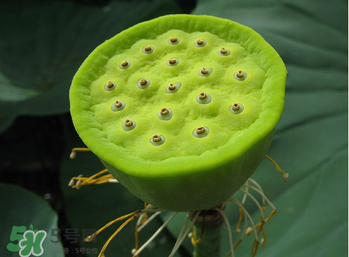 蓮蓬是什么樣子？蓮蓬是怎么長出來的？