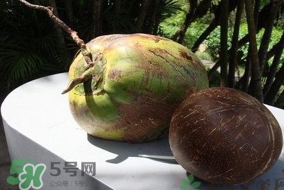 椰子什么時(shí)候成熟？椰子什么時(shí)候吃最好
