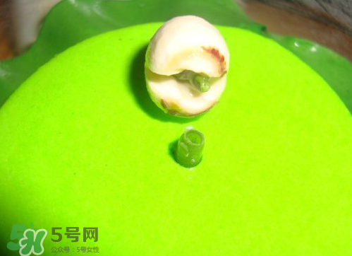 新鮮蓮子可以種嗎？新鮮蓮子能種出荷花嗎？