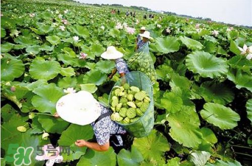 新鮮蓮子可以種嗎？新鮮蓮子能種出荷花嗎？