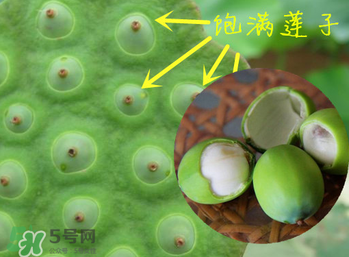 新鮮蓮子有什么功效？新鮮蓮子一次吃多少？