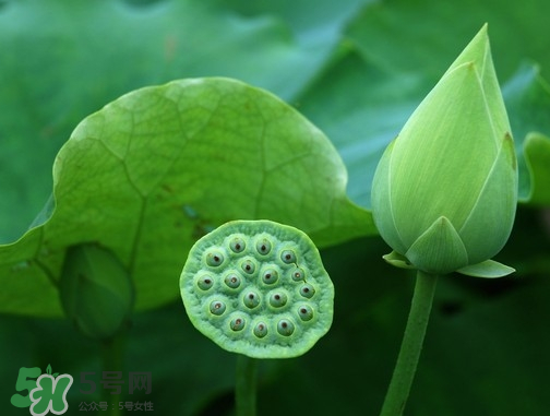 新鮮蓮蓬可以去胎毒嗎？蓮蓬煮水可以去胎毒嗎？
