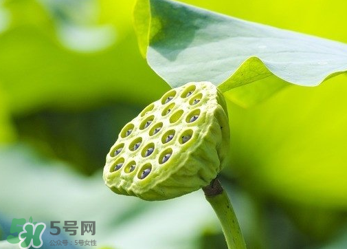 新鮮蓮蓬可以去胎毒嗎？蓮蓬煮水可以去胎毒嗎？