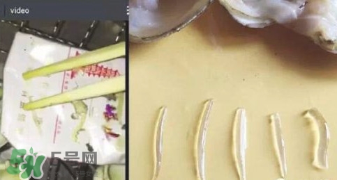 蜆子肉里白色長條東西是什么？蜆子肉里面透明的能吃嗎