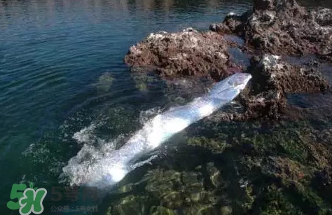 皇帶魚吃什么？皇帶魚吃人嗎？