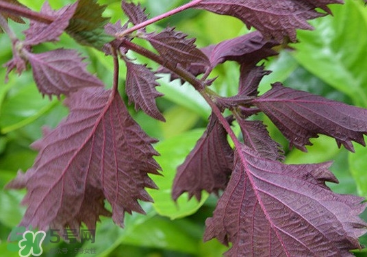 紫蘇是什么植物？紫蘇是發(fā)物嗎？