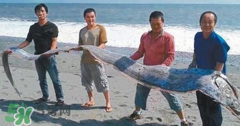 皇帶魚可以吃嗎？皇帶魚是帶魚的一種嗎
