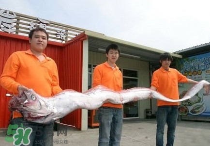 皇帶魚吃什么？皇帶魚吃人嗎？