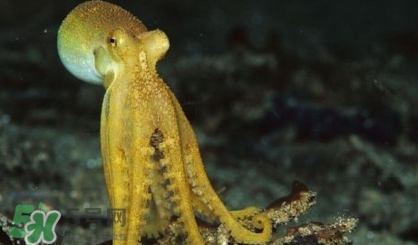 八帶魚怎么洗？八爪魚怎么處理干凈