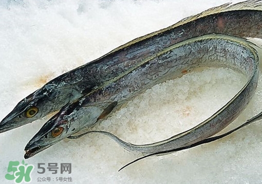 帶魚為什么都是死的？帶魚為什么出水就死？