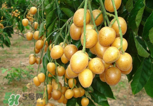 黃皮果什么品種最好吃？黃皮果吃多了會怎樣
