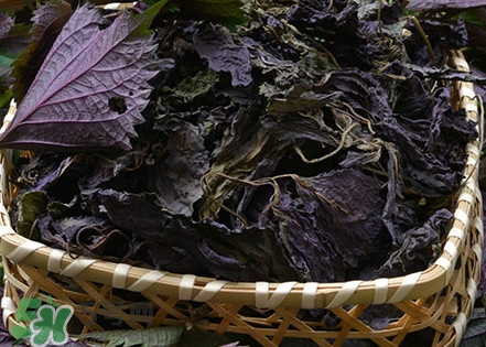 紫蘇是什么植物？紫蘇是發(fā)物嗎？
