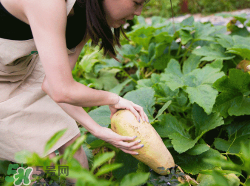 入伏種什么菜？入伏適合種哪些蔬菜？