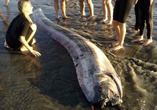 皇帶魚吃什么？皇帶魚吃人嗎？