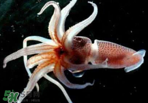章魚是烏賊嗎？章魚與烏賊的區(qū)別